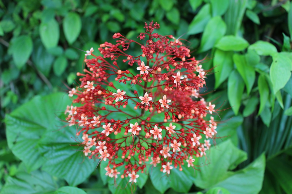 Clerodendrum paniculatum L.